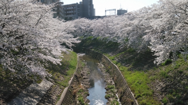 桜満開２