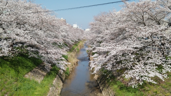 桜満開1